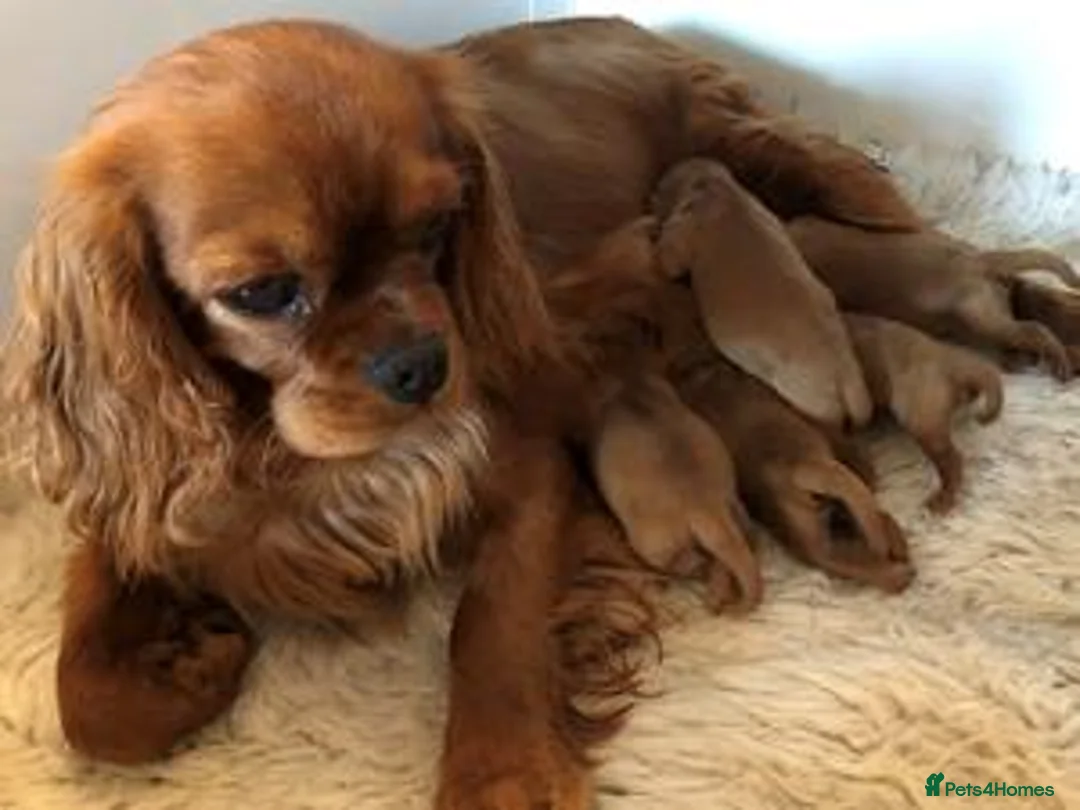 Cavalier King Charles Spaniel dogs for sale: King Charles Cavalier Puppies in Bognor Regis - Advert 5