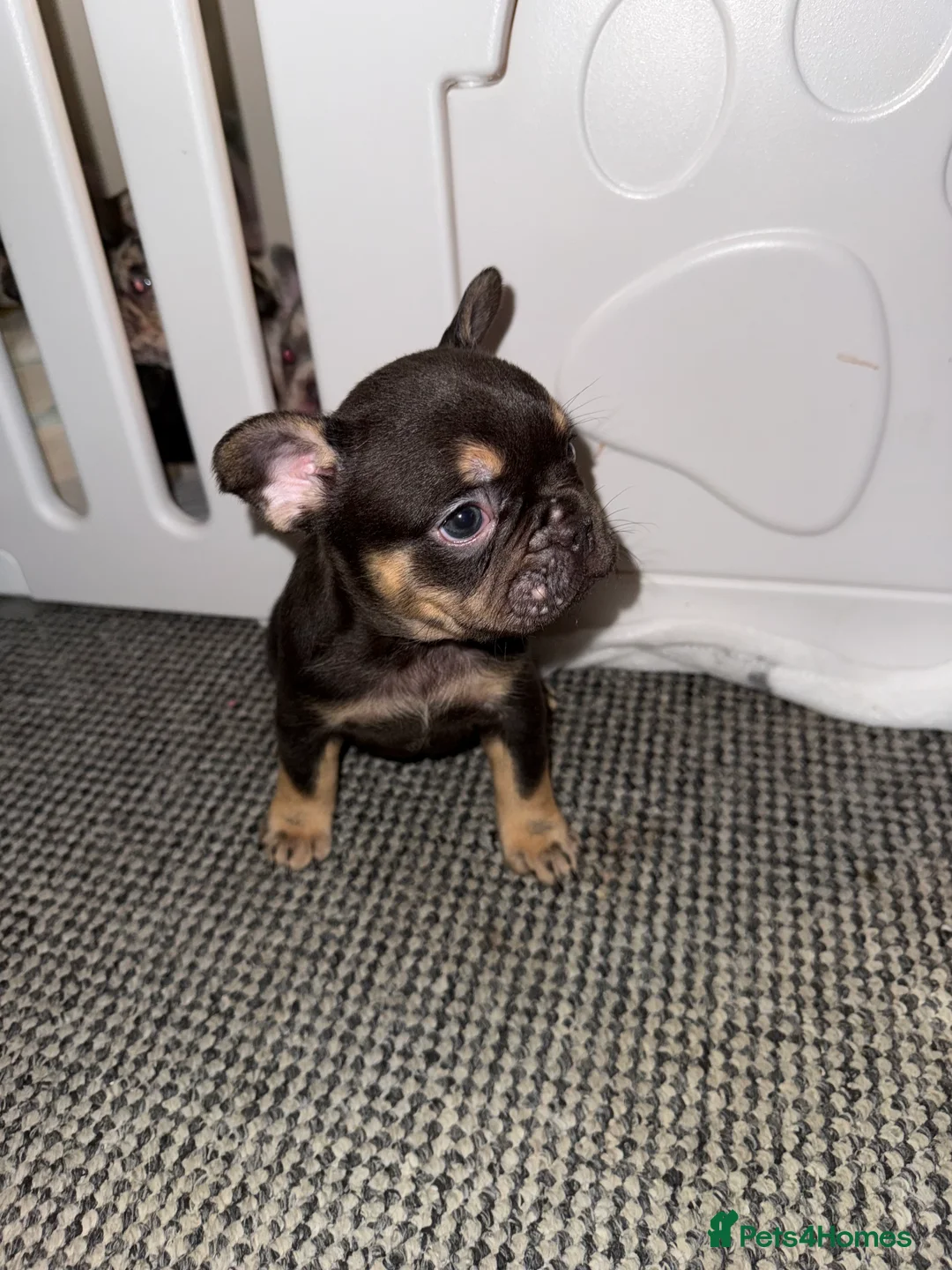 French Bulldog dogs for sale: ✨French Bulldog Puppies for sale✨ - Advert 3