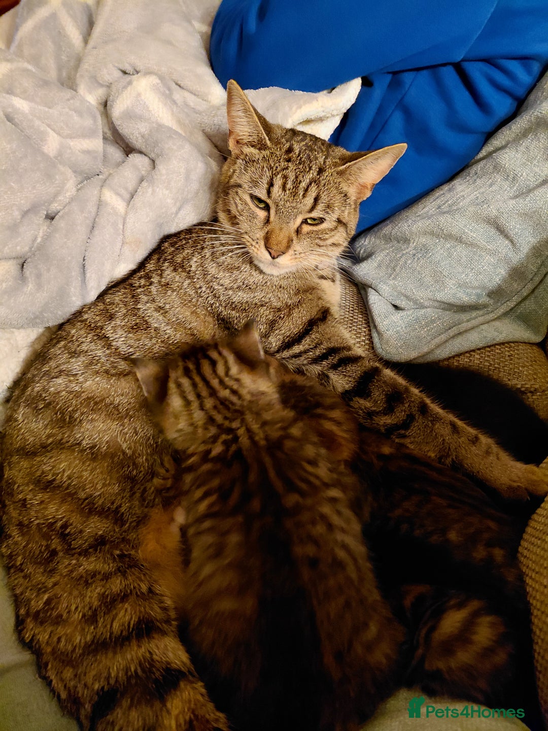 Maine Coon cats for sale: Kittens for sale half main coon - Image 4