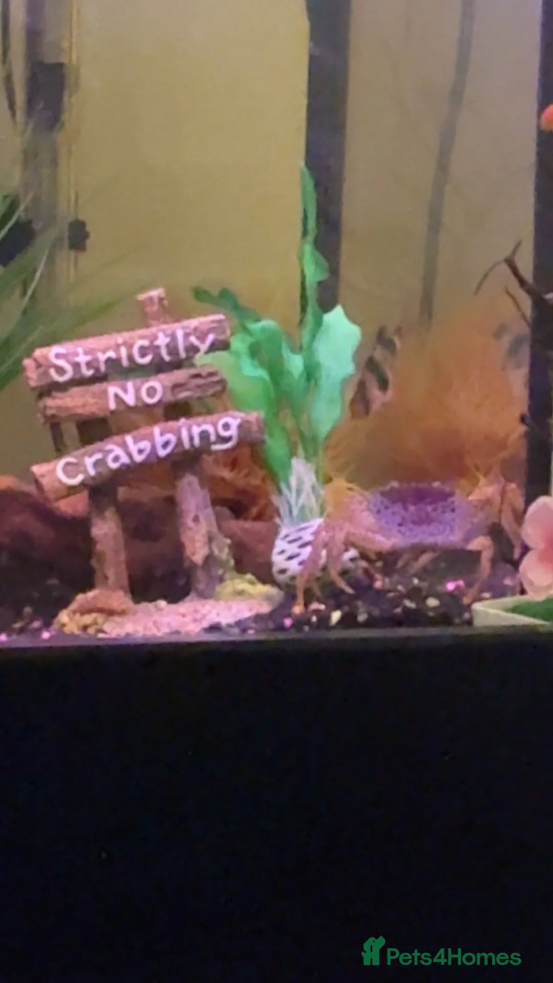 Crabs fish for sale: Panther crab called Bastard - Advert 1