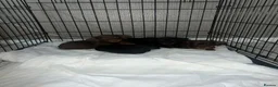 Dachshund dogs for sale: Beautiful dachshund puppies  - Advert 7