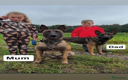 Mixed Breed dogs for sale: Belgian Malinois Puppies  - Image 24