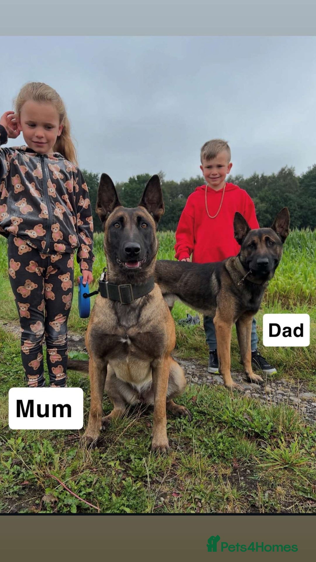 Mixed Breed dogs for sale: Belgian Malinois Puppies  - Image 24