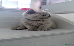 British Shorthair cats for sale: 5 beautiful BSH kittens - Image 20