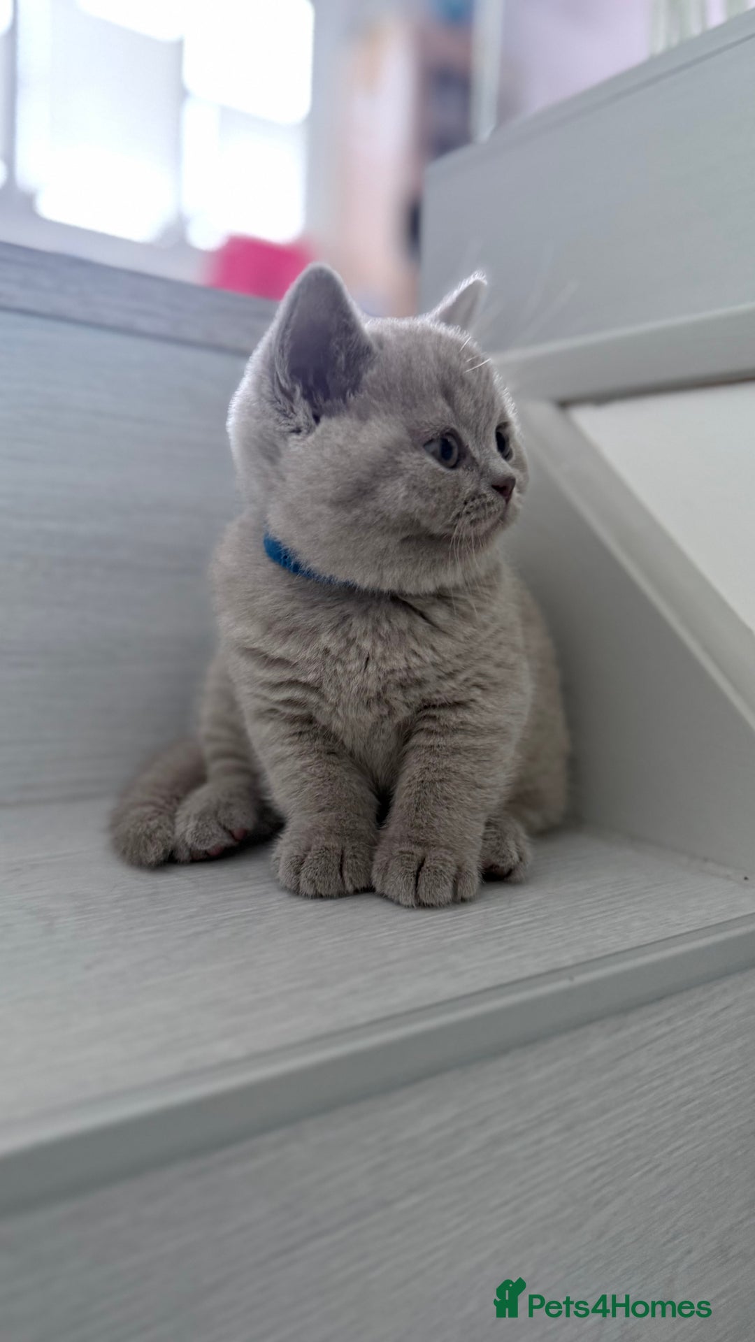 British Shorthair cats for sale: 5 beautiful BSH kittens - Image 20