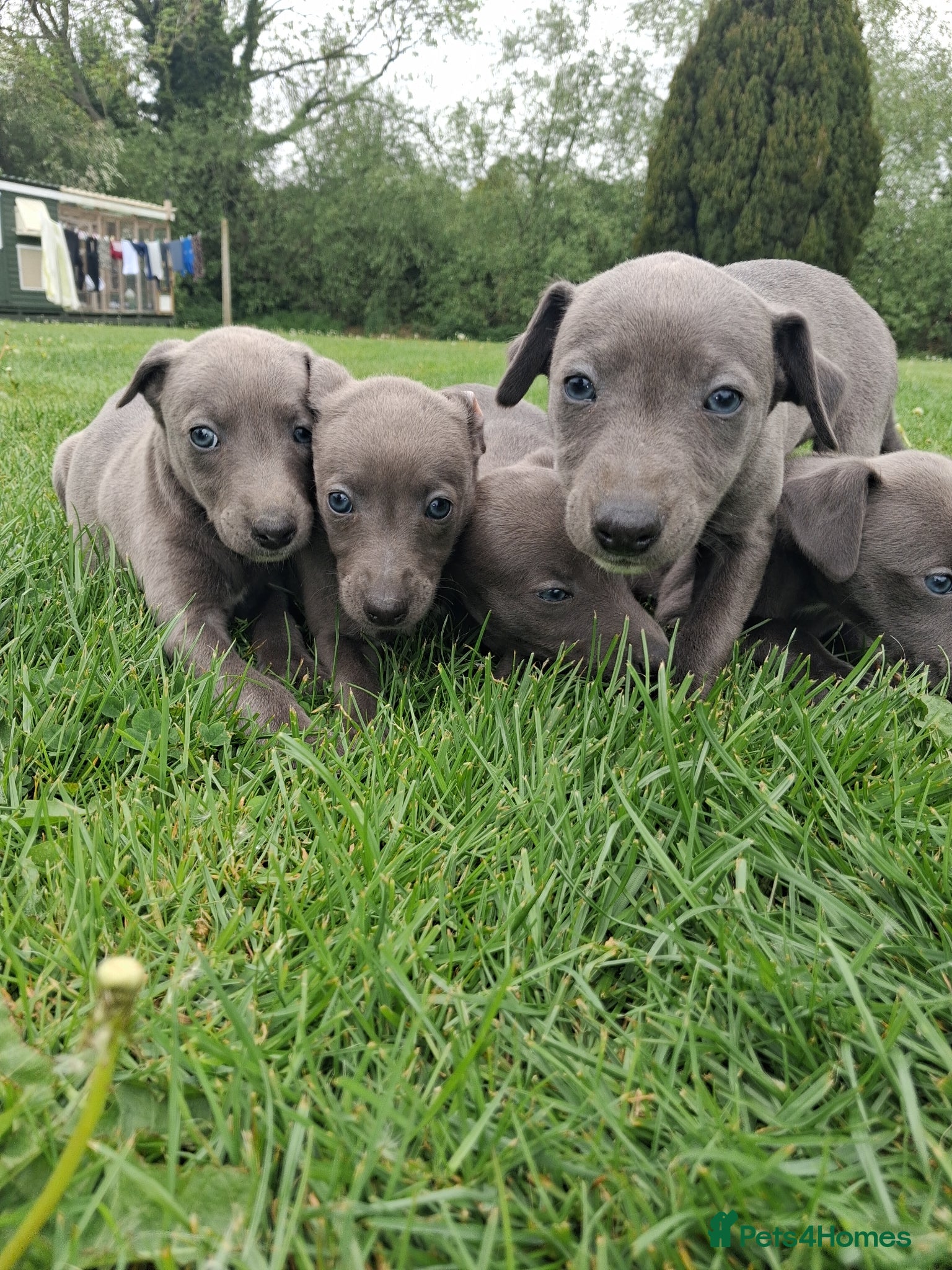 Whippet dogs Pure blue whippet puppies  - Advert 11