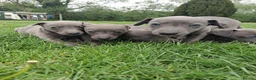 Whippet dogs for sale: Pure blue whippet puppies  - Advert 1