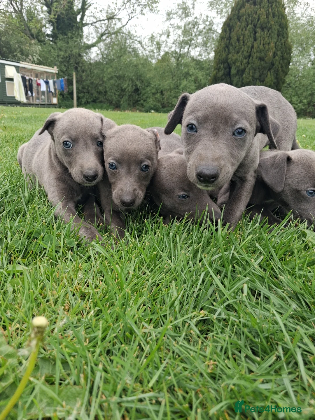 Whippet dogs for sale: Pure blue whippet puppies  - Advert 1