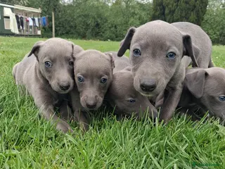 Whippet dogs Pure blue whippet puppies - Advert 1