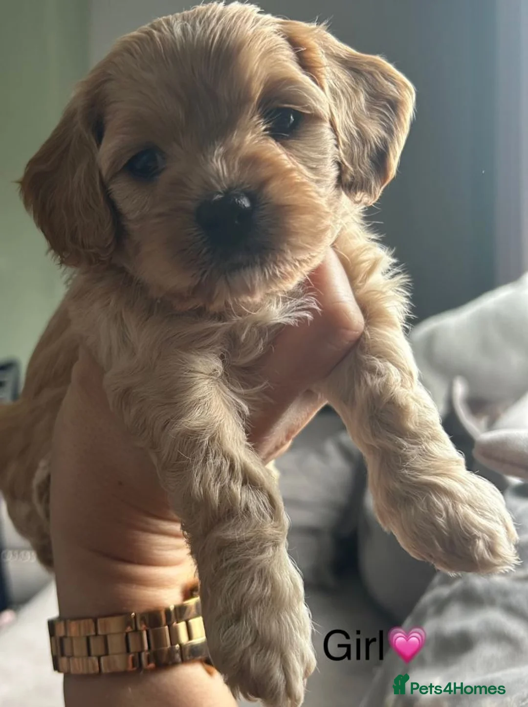 Cockapoo dogs for sale: Adorable Cockapoos Looking For Forever Families in Cardiff - Advert 2