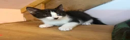 Mixed Breed cats for sale: Stunning polydactyl kittens - Advert 20