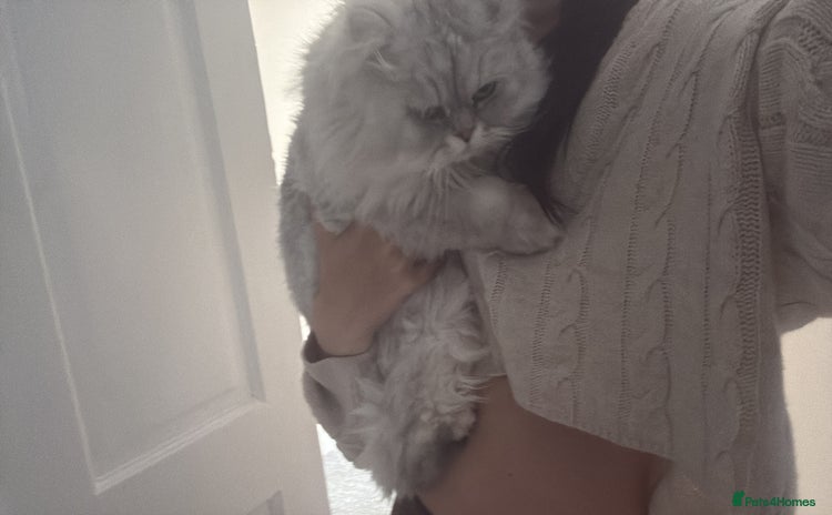 Persian cats - Advert 2