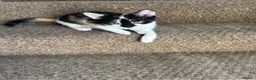 British Shorthair cats for sale: Kittens for sale  - Advert 9