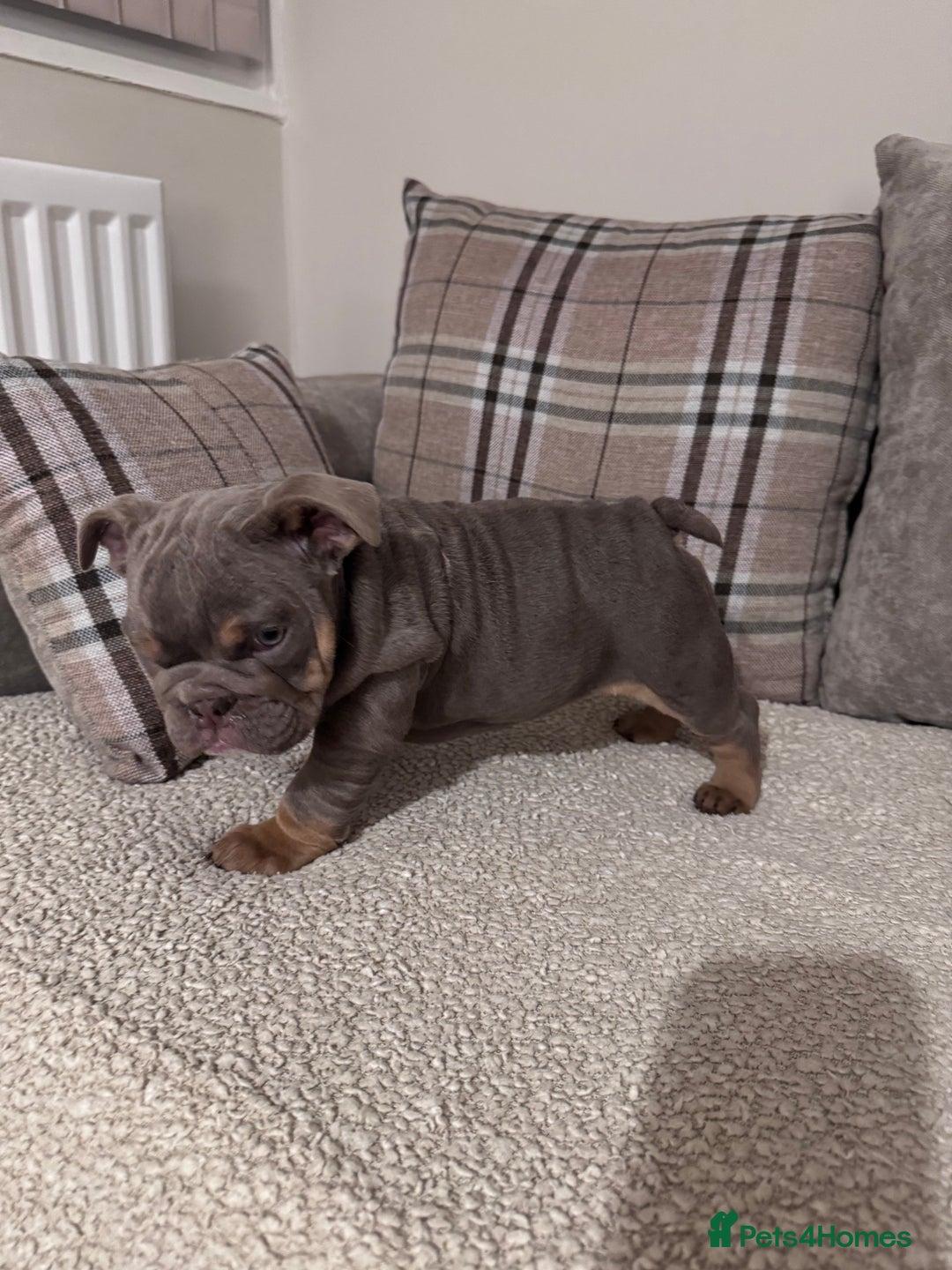 English Bulldog dogs for sale: Last little lady, English Bulldog  - Advert 18