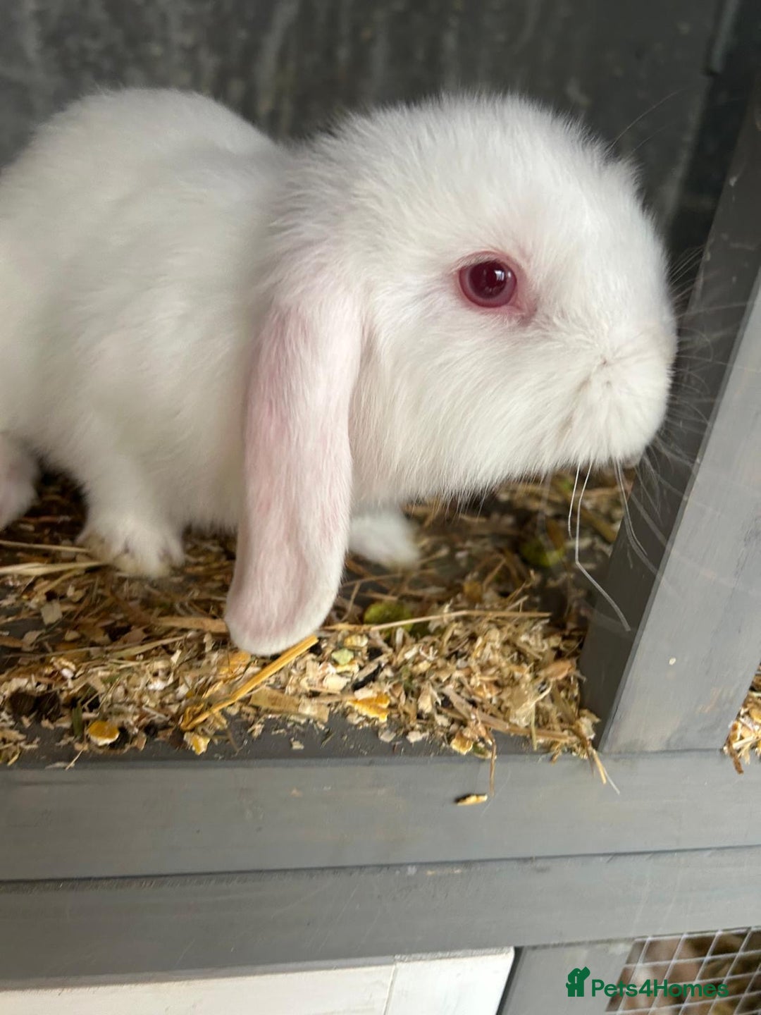Mini Lop rabbits for sale: Mini Lop in Canvey Island - Image 2