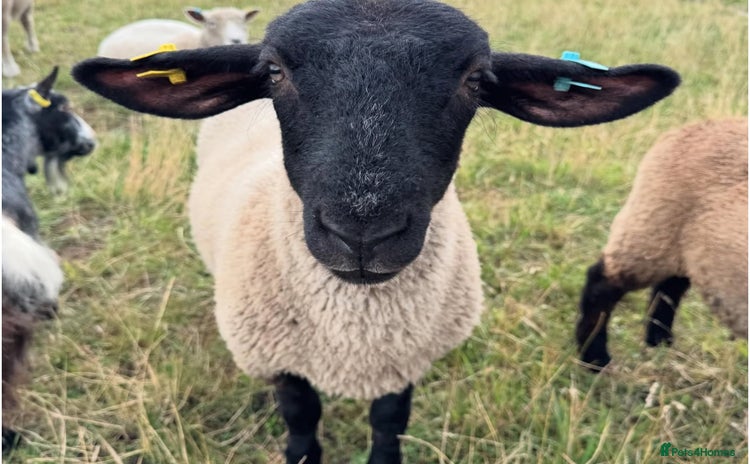 Sheep livestock - Advert 9