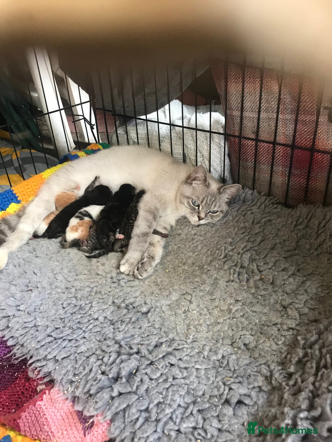 British Shorthair cats for sale: Last little girl kitten left - Image 7