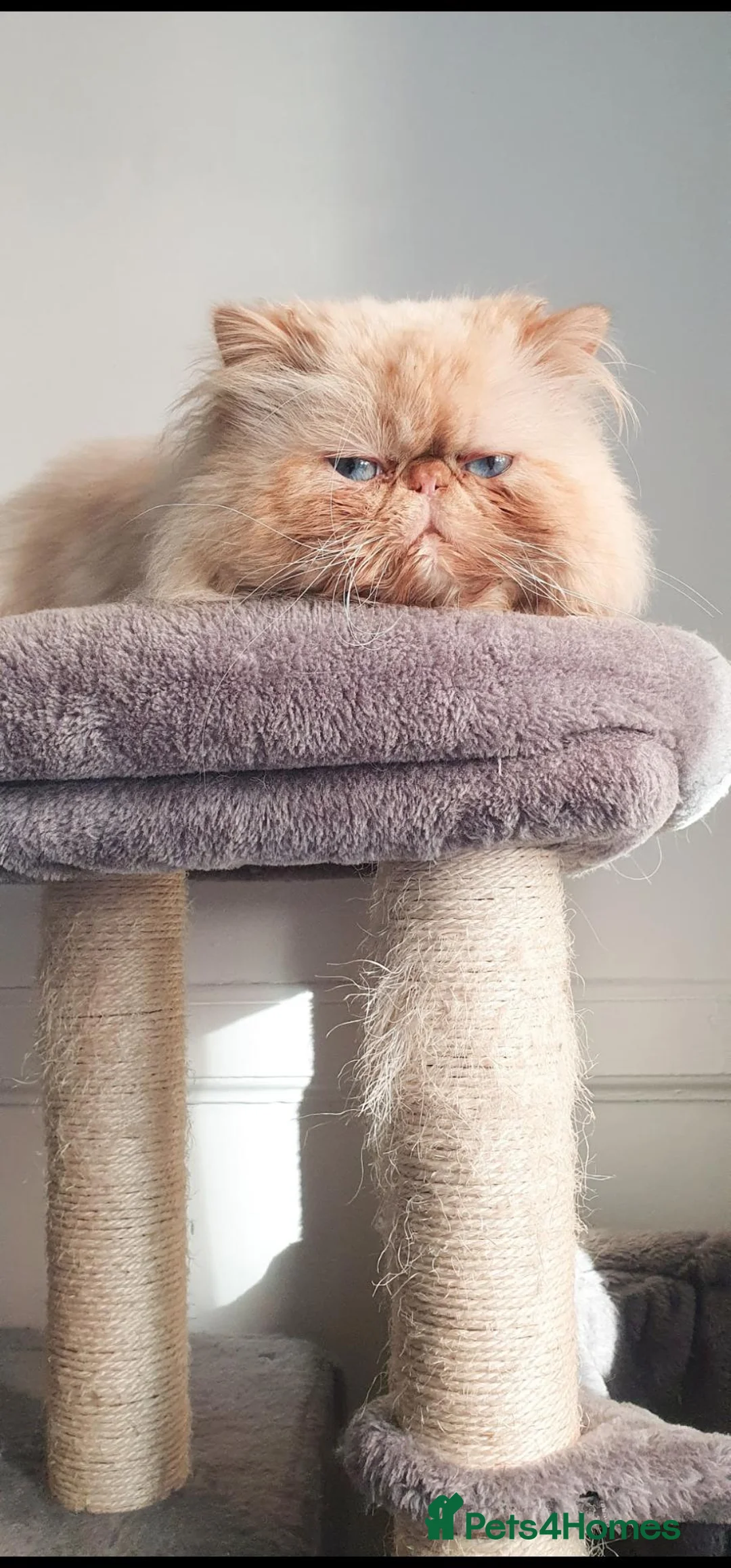 Persian cats for sale: 2 persian kittens  - Advert 2