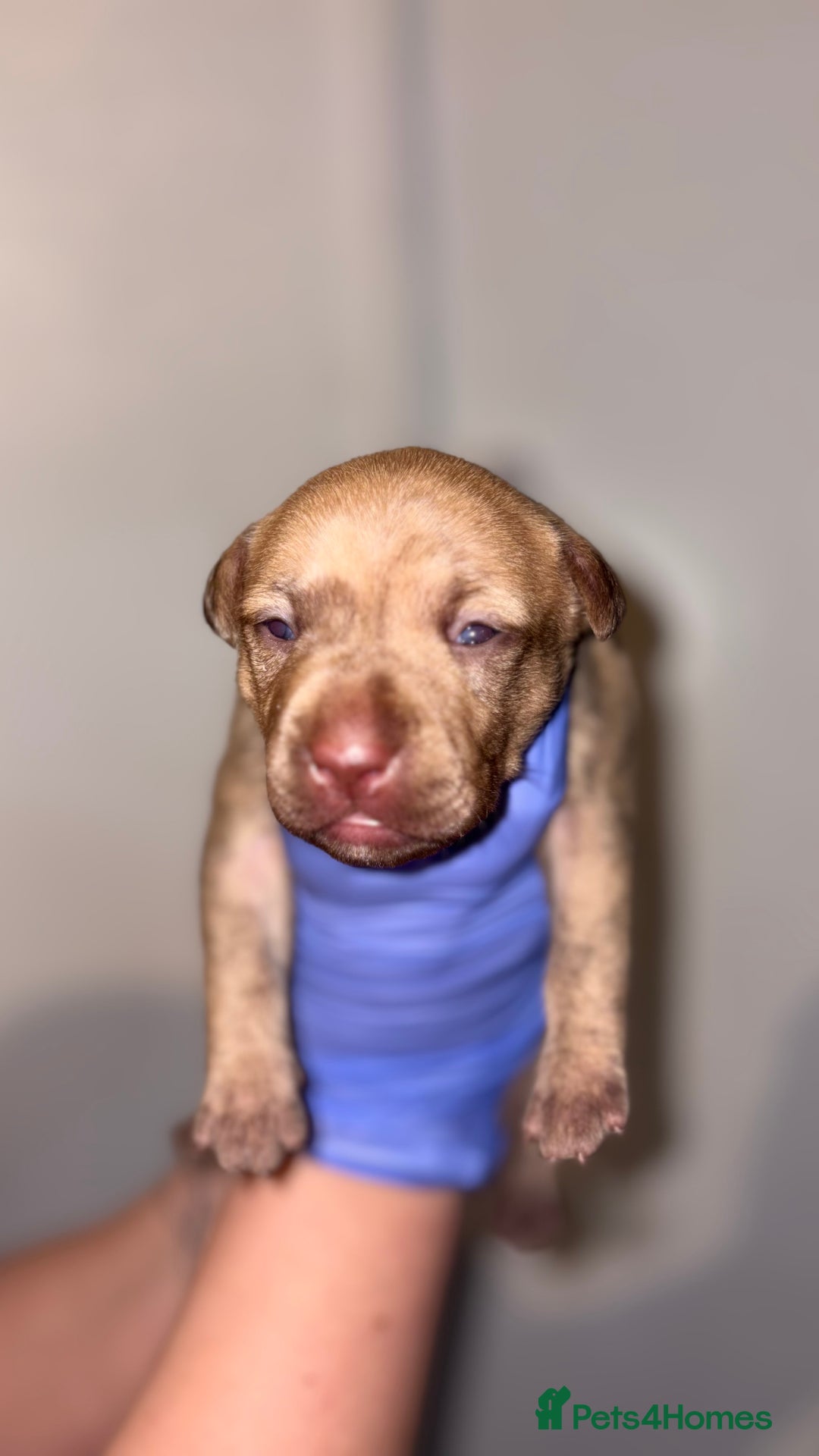 American Bull Staffy dogs for sale: 2 beautiful puppies available - Advert 1