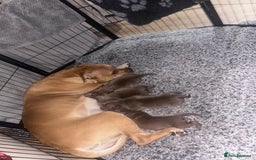 Mixed Breed dogs for sale: Weimaraner Mix Puppies - Image 9