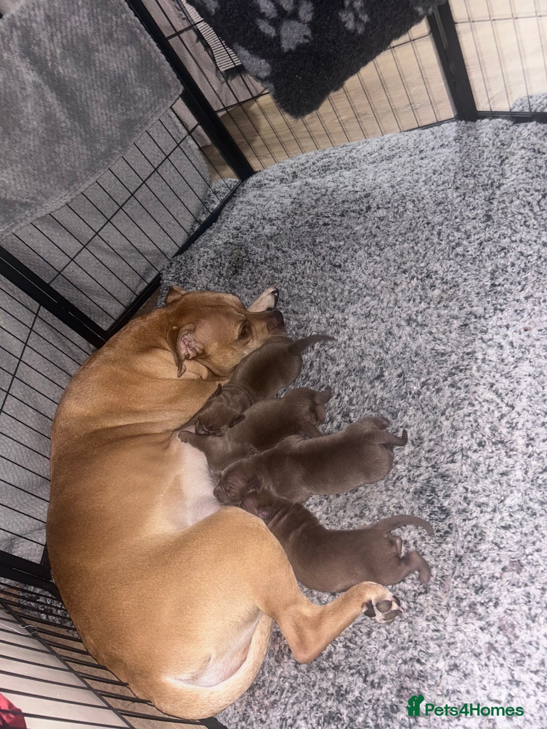 Mixed Breed dogs for sale: Weimaraner Mix Puppies - Image 9