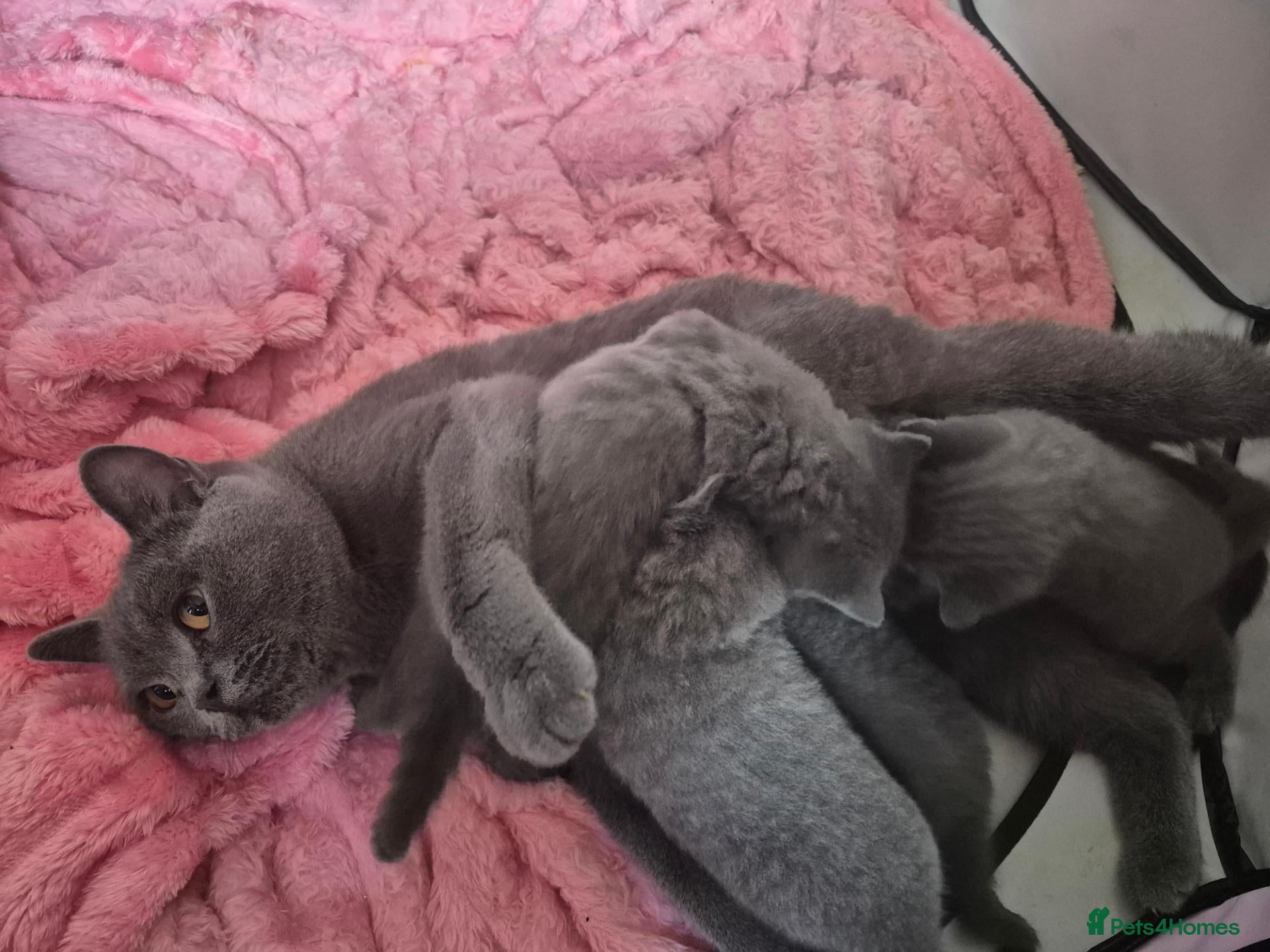 British Shorthair cats Here I have 3 beautiful british short kittens - Advert 5