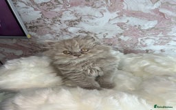 Scottish Fold cats for sale: 🐱TICA Scottish fold & Scottish straight kittens  - Image 5
