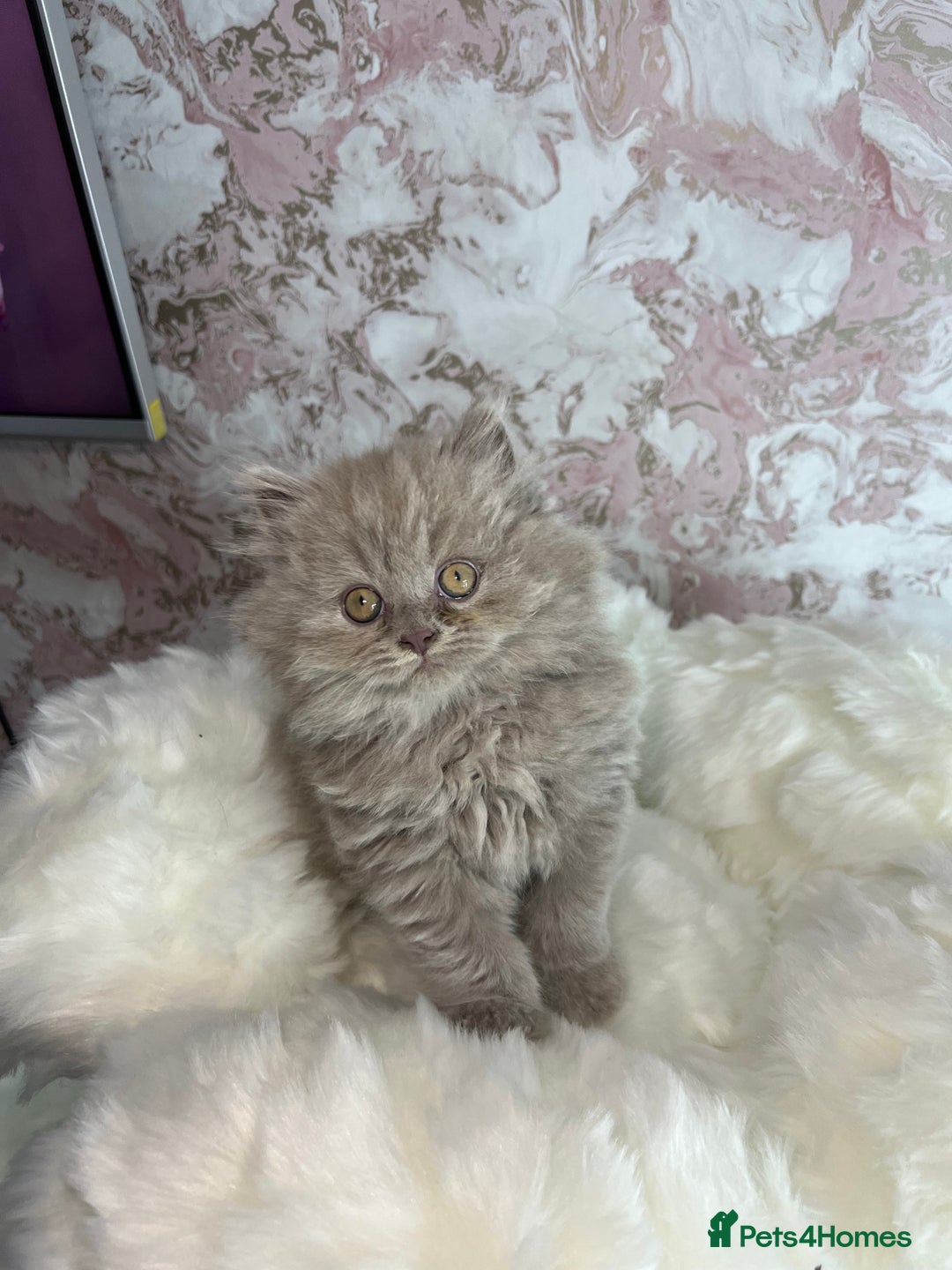 Scottish Fold cats for sale: 🐱TICA Scottish fold & Scottish straight kittens  - Image 5
