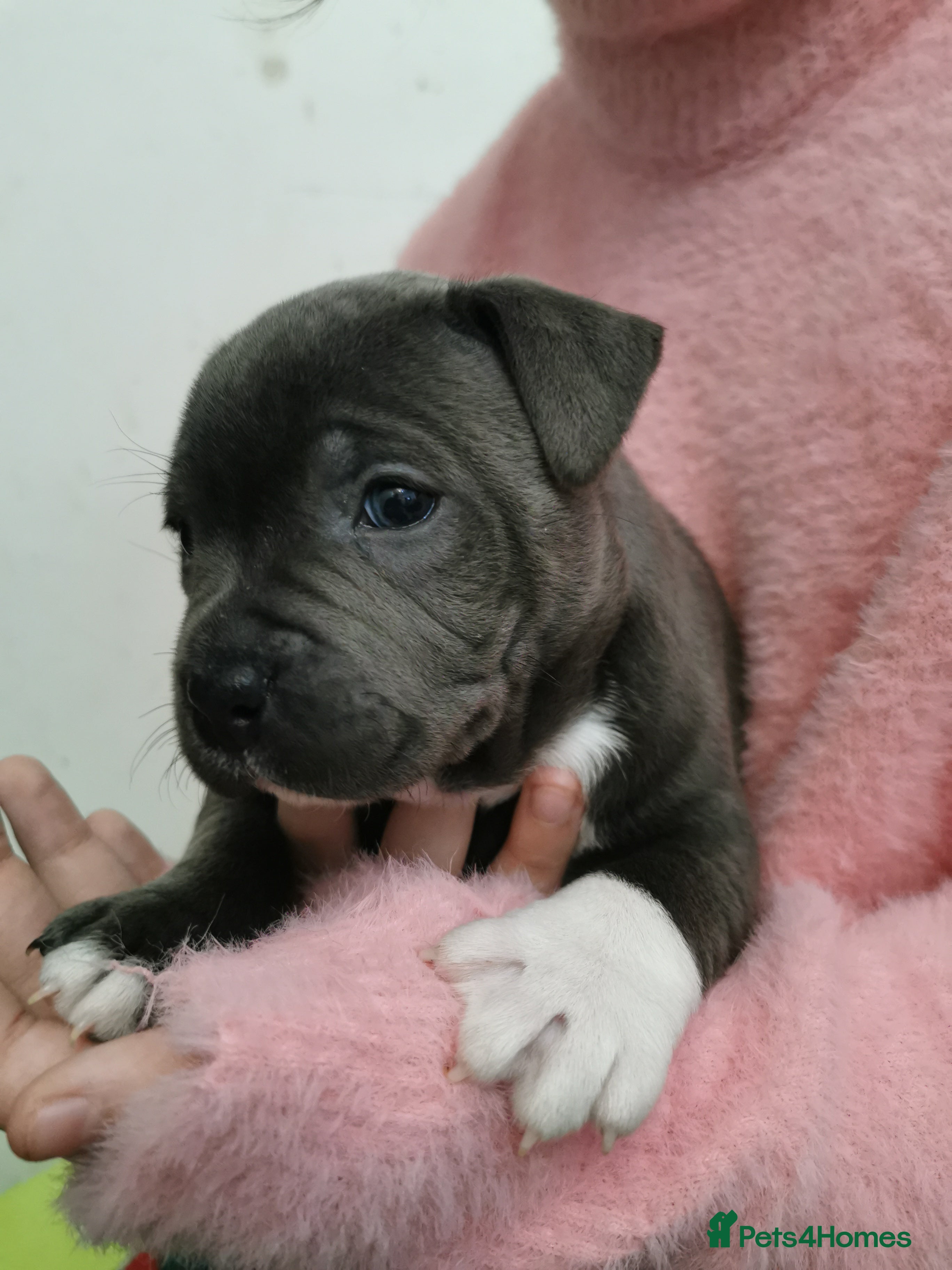 Staffordshire Bull Terrier dogs Beautiful Staffy's puppies - Advert 5