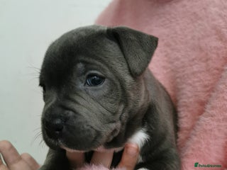 Staffordshire Bull Terrier dogs Beautiful Staffy's puppies - Advert 5