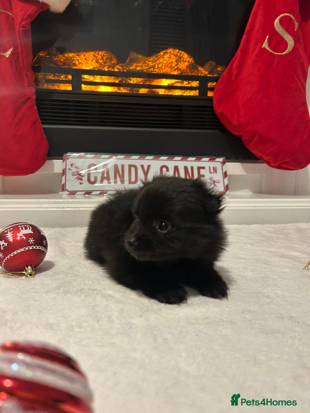 Pomeranian dogs for sale: POMERANIAN PUPPIES FOR SALE. BEAUTIFUL! - Advert 12