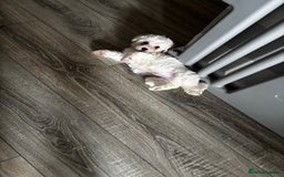 Bichon Frise dogs for sale: Bichon Frise Puppies - Image 8