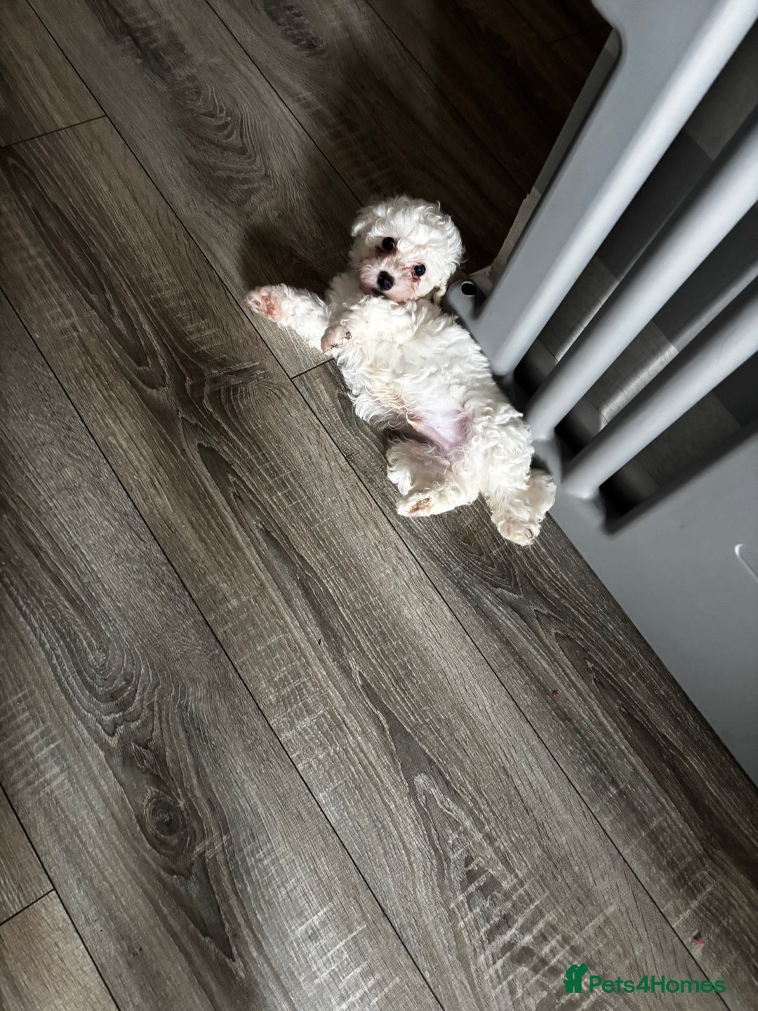 Bichon Frise dogs for sale: Bichon Frise Puppies - Image 8