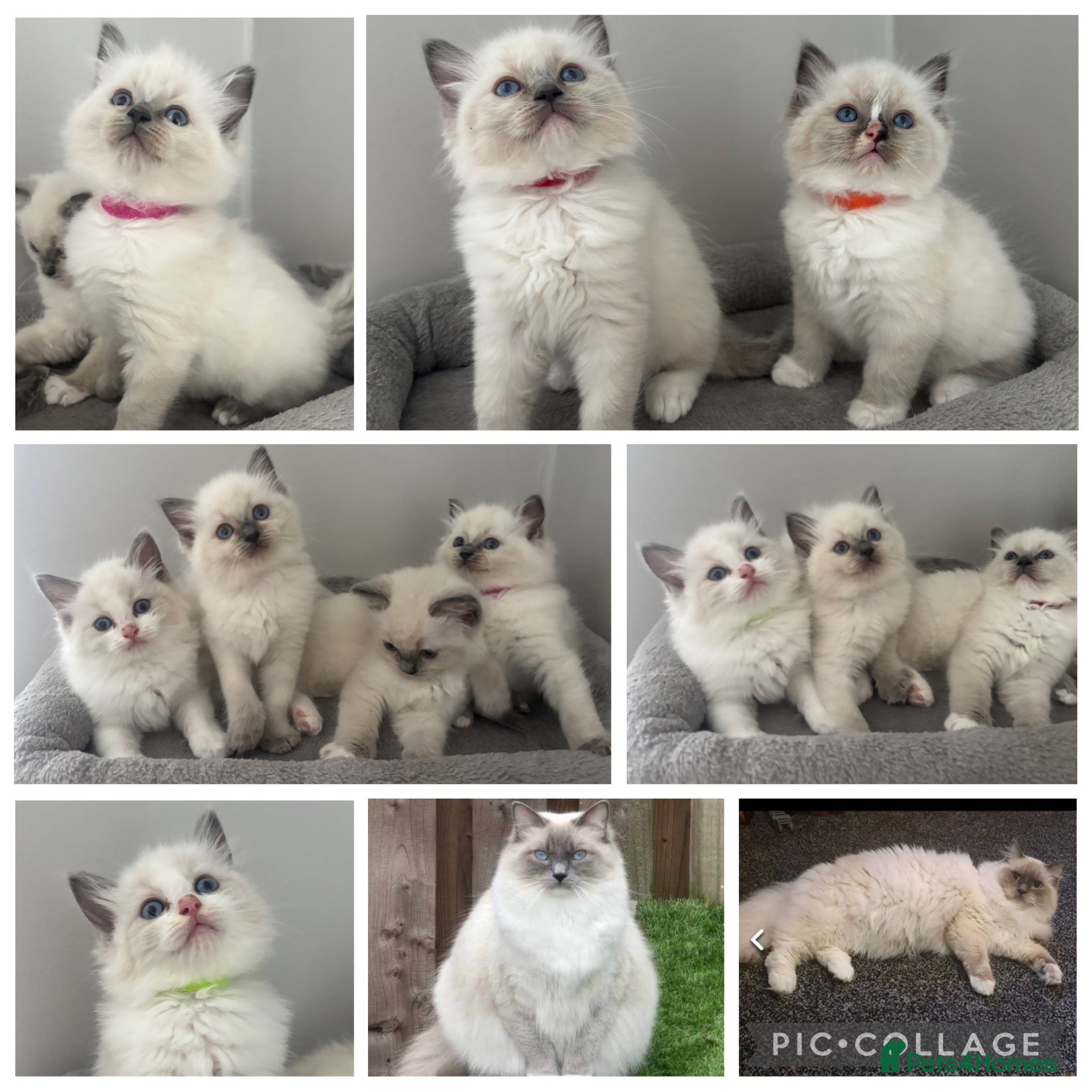 Ragdoll cats AMAZING PEDIGREE RAGDOLL KITTENS  - Advert 1