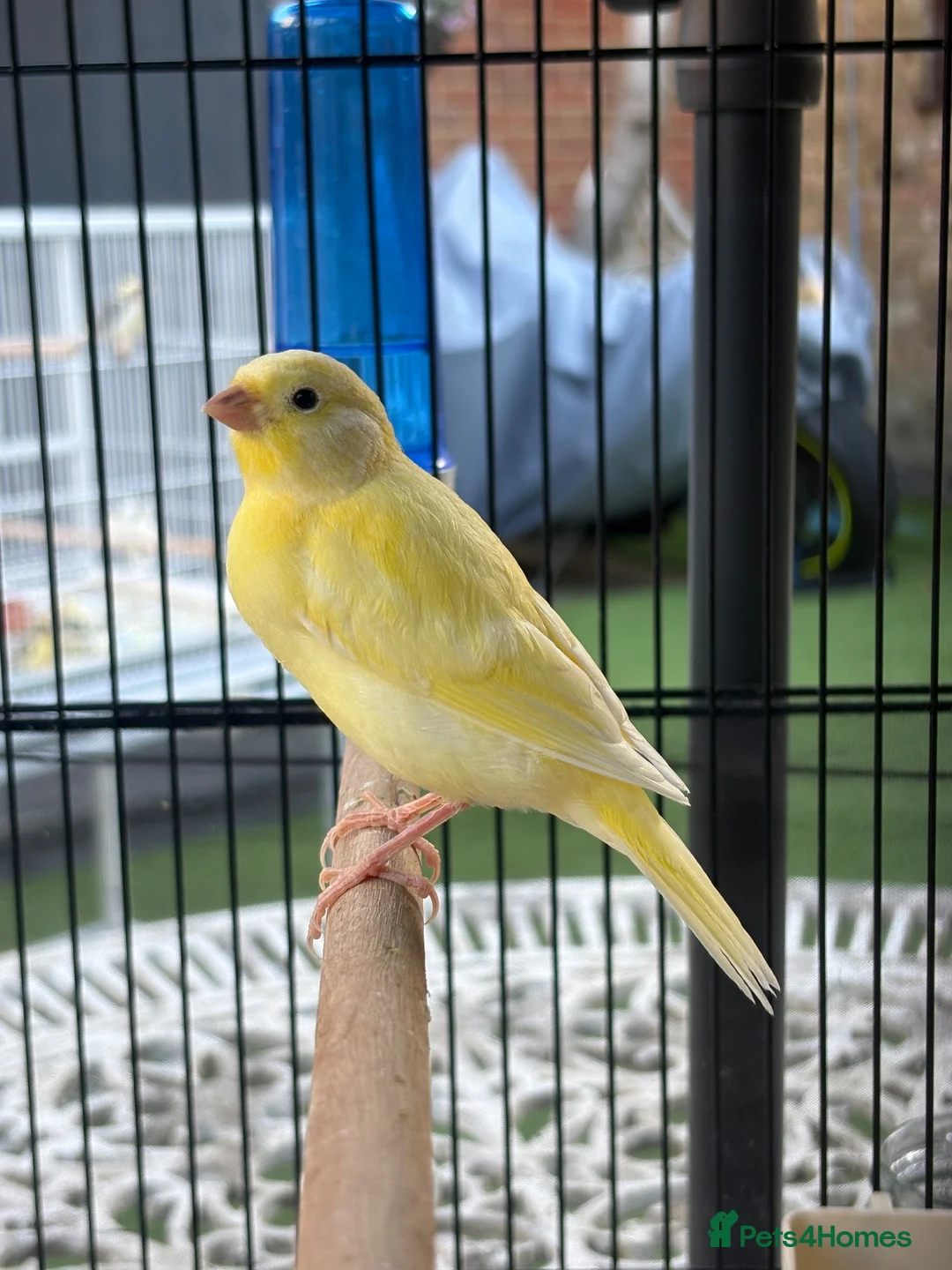 Canaries birds for sale: Fife Canaries - all born this year  - Advert 15