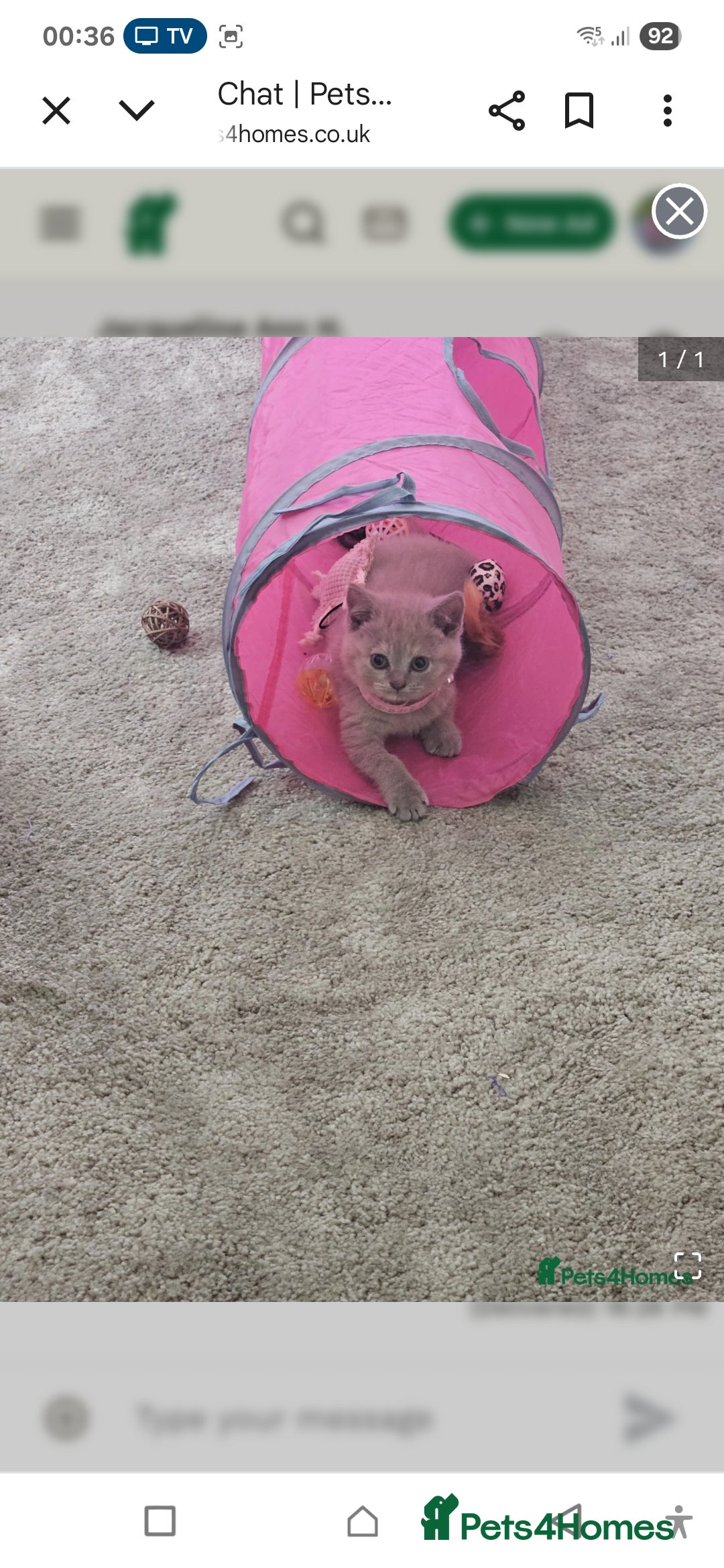 British Shorthair cats for sale: Rare lilac British Short Hair Kitten (Female)  - Image 4