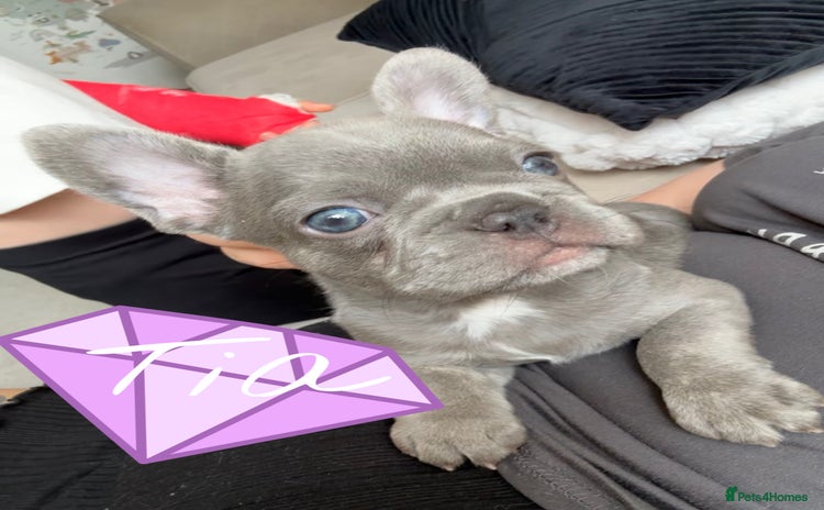 French Bulldog dogs - Advert 11
