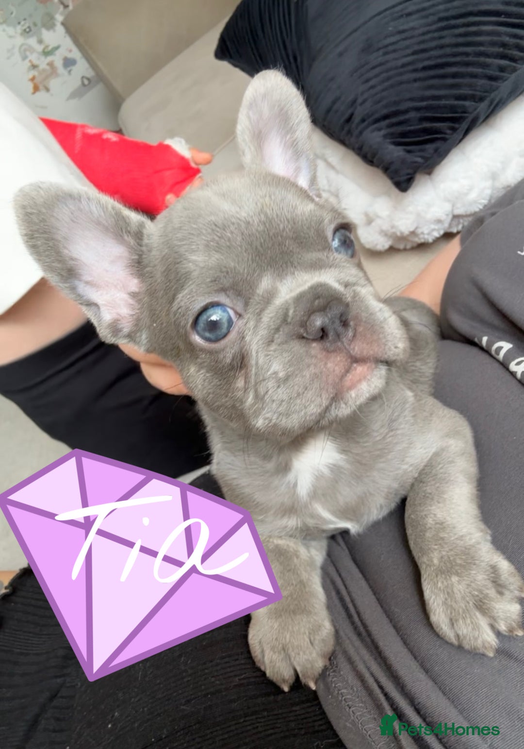 French Bulldog dogs for sale: French bulldog pups 🐶  - Image 1