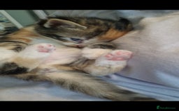 Mixed Breed cats for sale: 5 beautiful kittens for sale 🤍 - Image 22