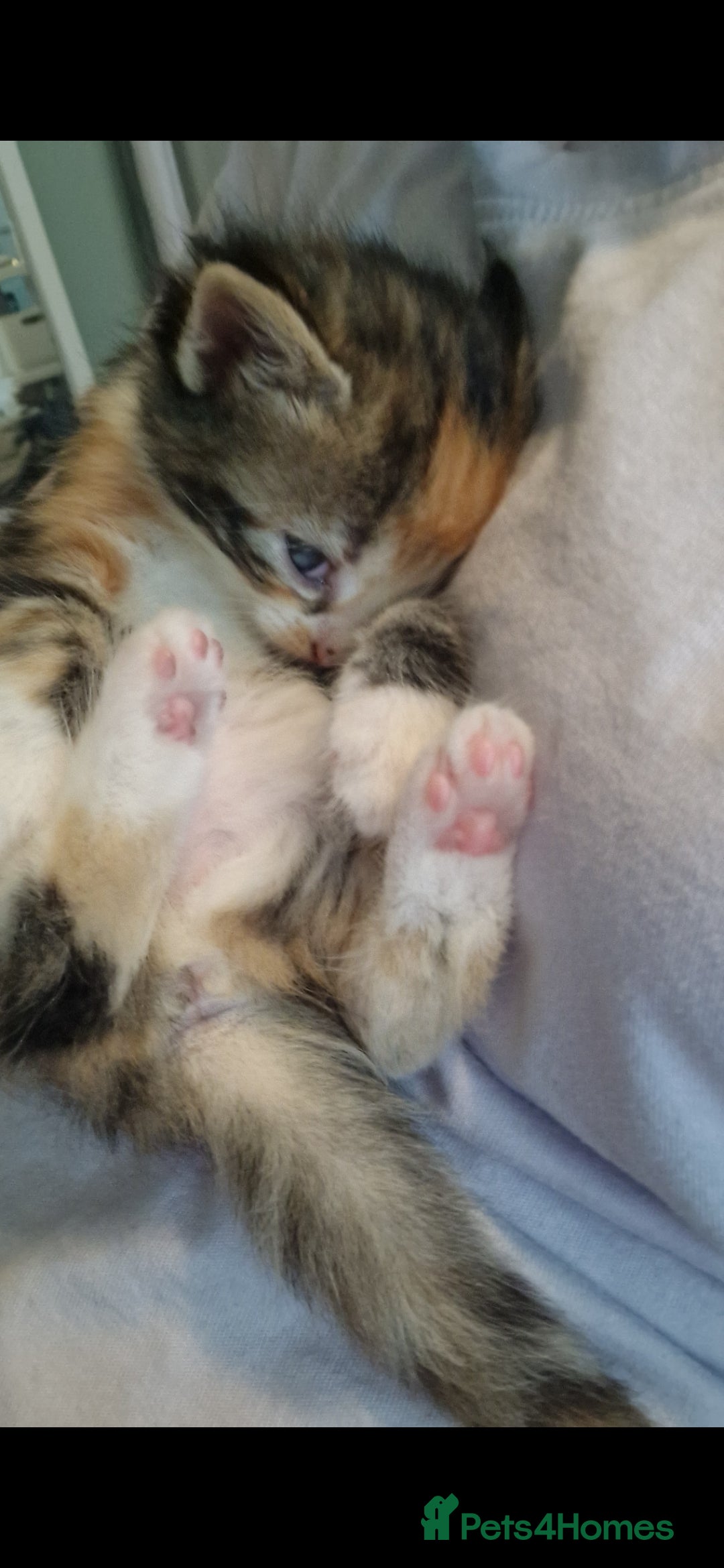 Mixed Breed cats for sale: 5 beautiful kittens for sale 🤍 - Image 22