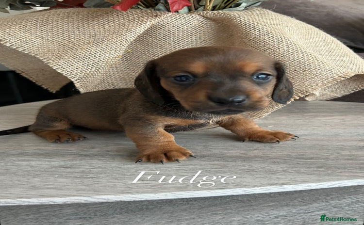 Miniature Dachshund dogs - Advert 6