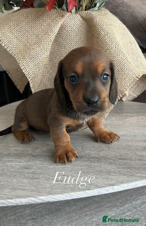 Miniature Dachshund dogs - Advert 6