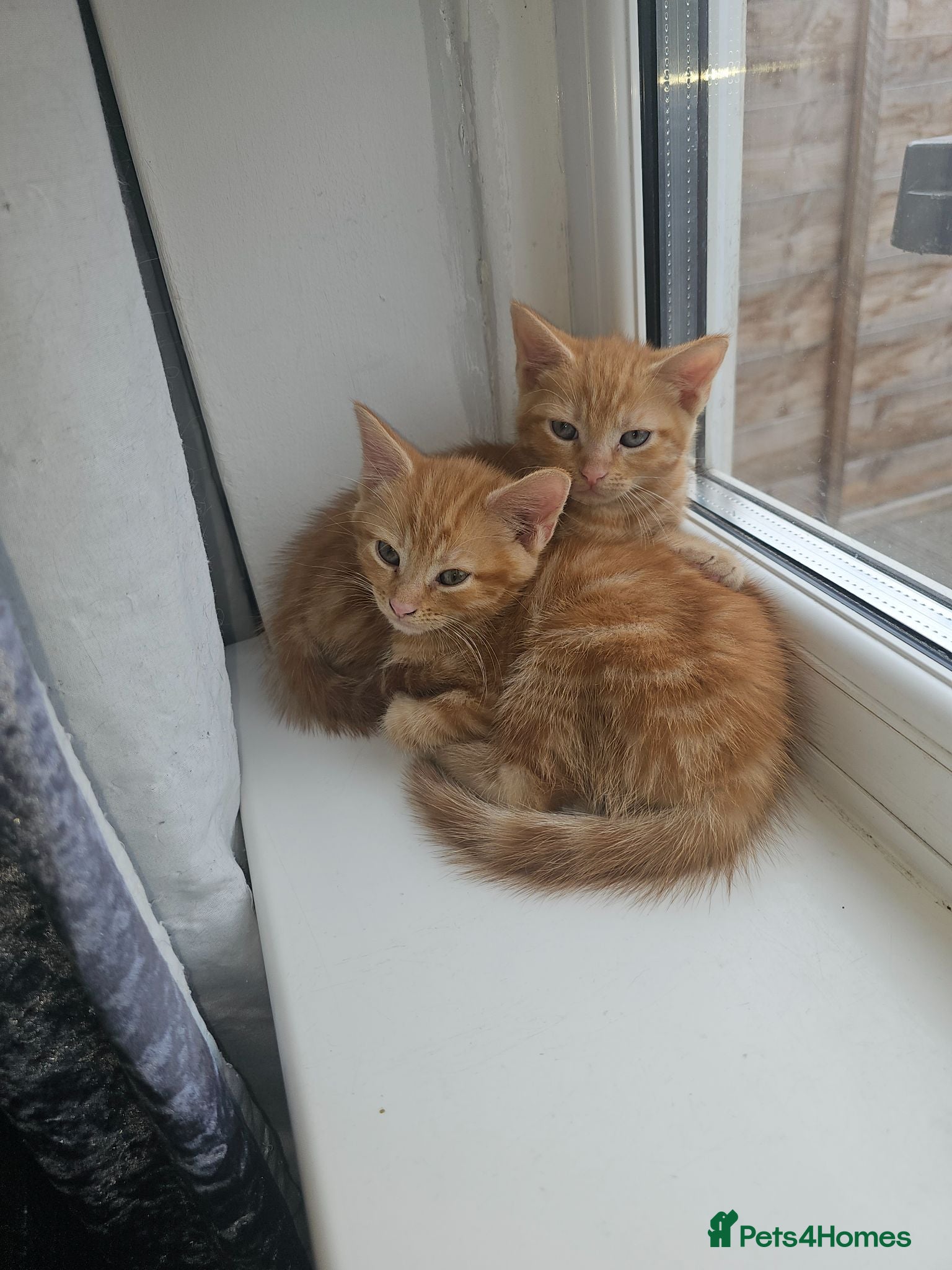 Mixed Breed cats 1 ginger girl 1 ginger boy left !! - Advert 1