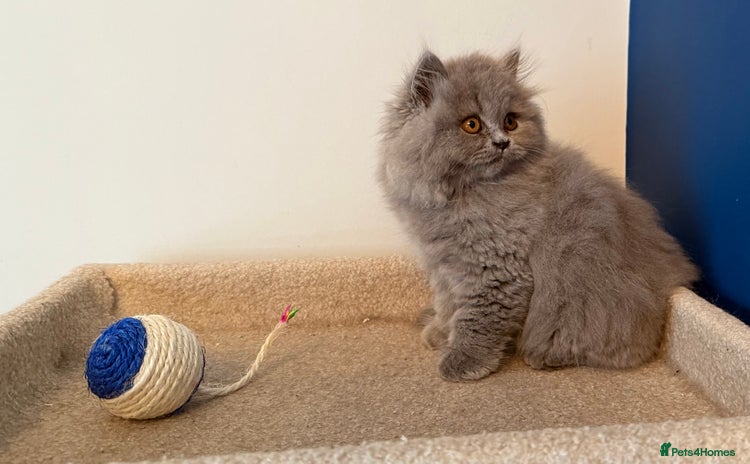 British Longhair cats - Advert 3