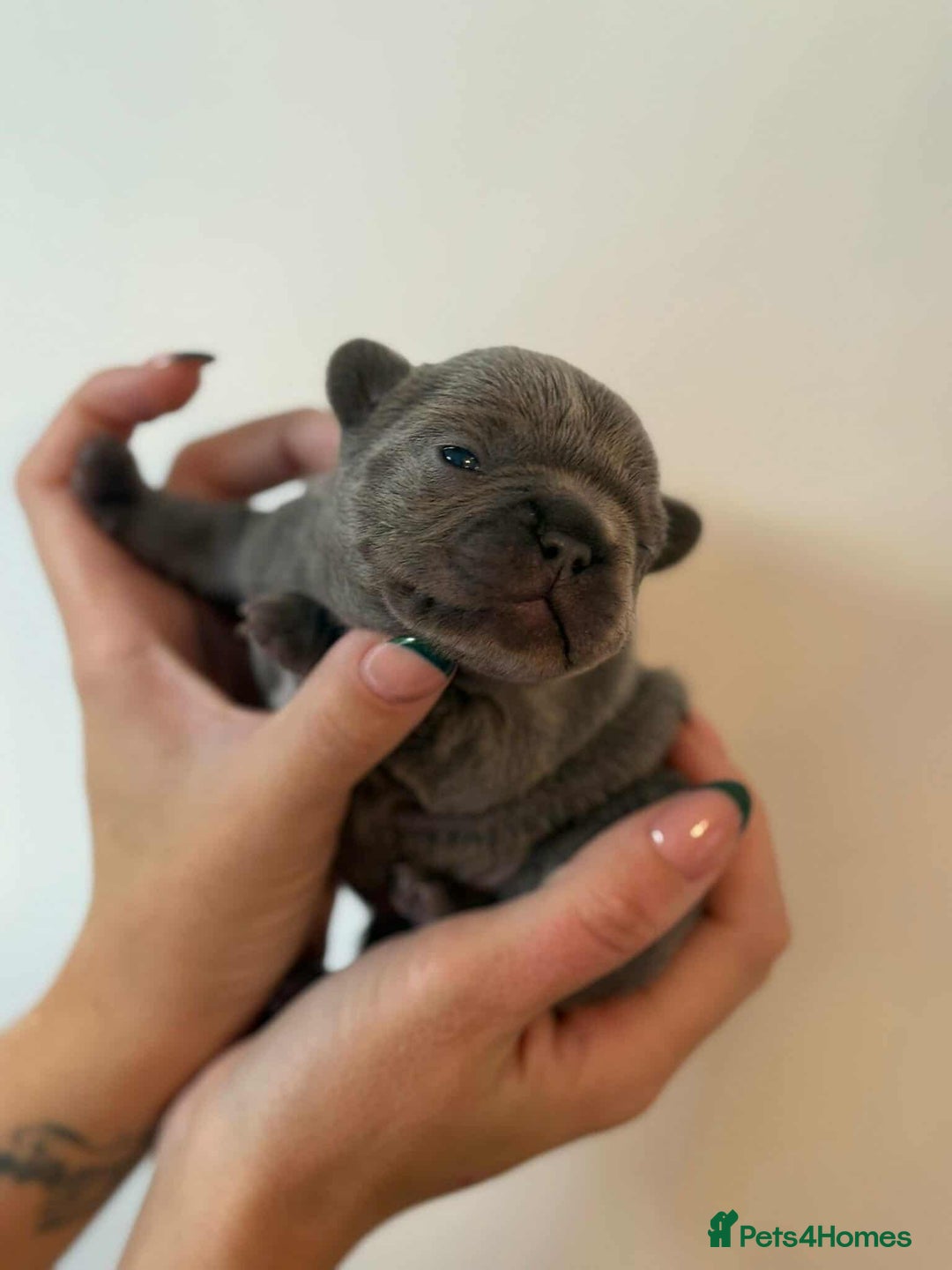 French Bulldog dogs for sale: French Bulldog Puppies - Image 6