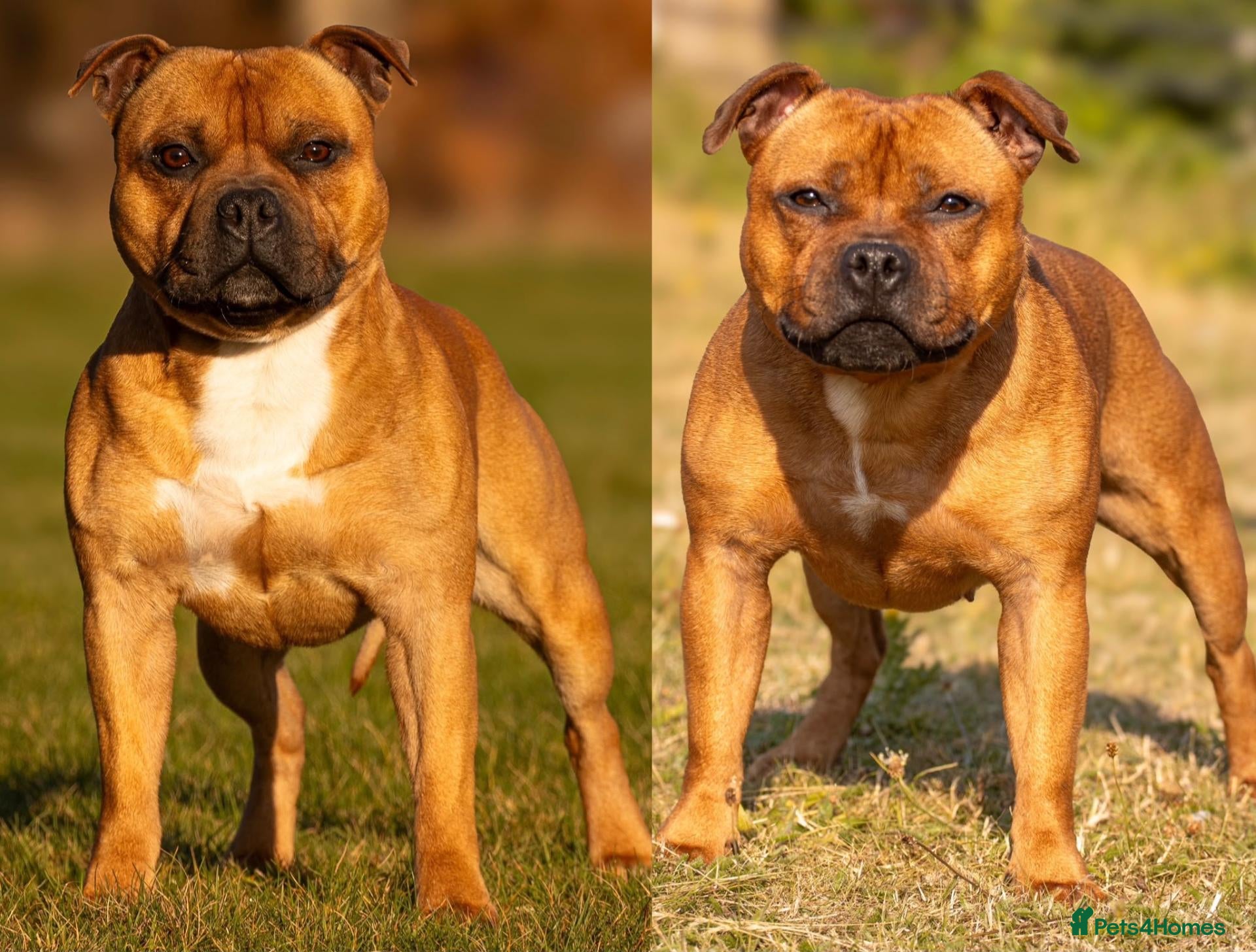 Staffordshire Bull Terrier dogs for sale: Red Staffordshire bull terrier pups - Advert 4