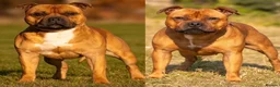 Staffordshire Bull Terrier dogs for sale: Red Staffordshire bull terrier pups in Immingham - Advert 1