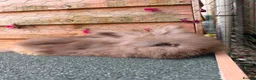 Angora rabbits for sale: pedigree english angoras  - Advert 8