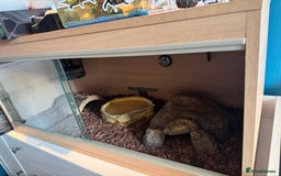 Python Snake reptiles for sale: Male Banana/caramel royal python with full set up  - Image 7
