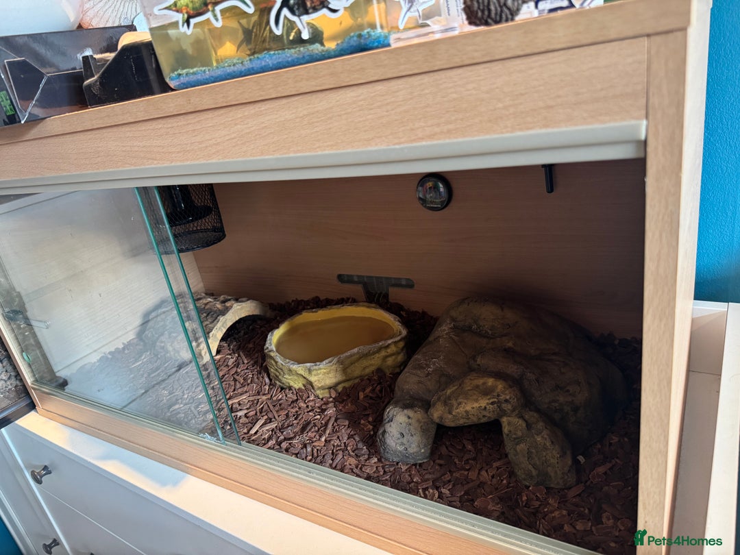 Python Snake reptiles for sale: Male Banana/caramel royal python with full set up  - Image 7